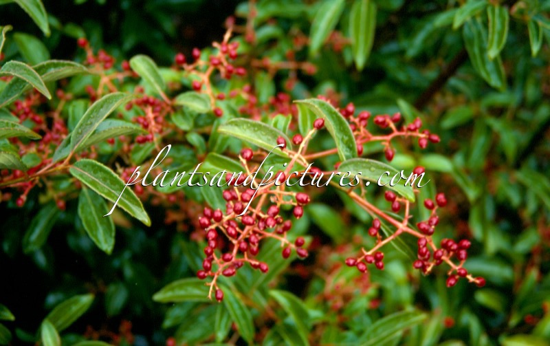 Viburnum hillieri ‘Ward’