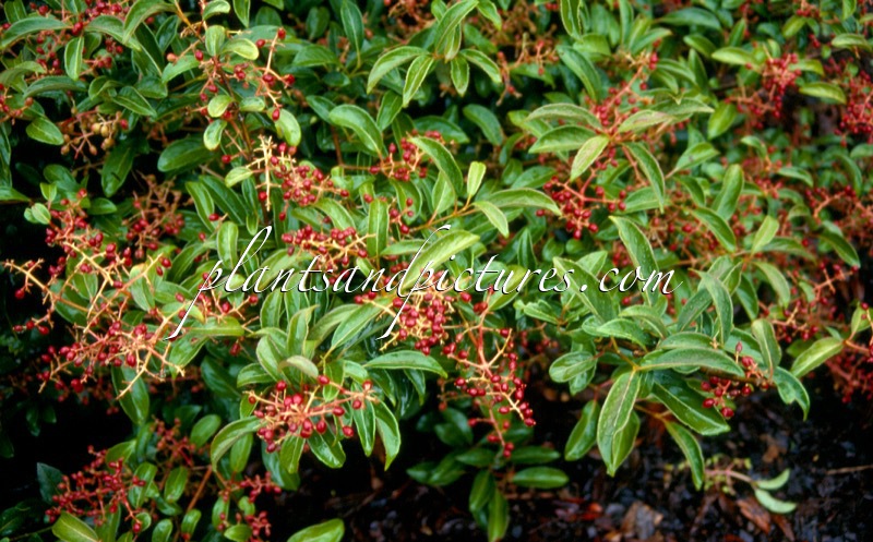 Viburnum hillieri ‘Ward’