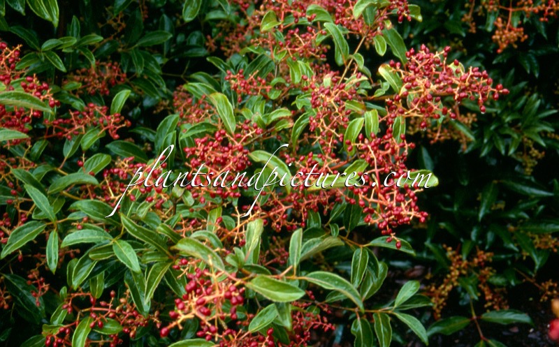 Viburnum hillieri ‘Ward’