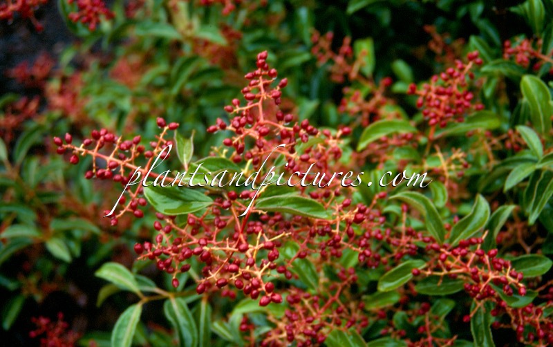 Viburnum hillieri ‘Ward’