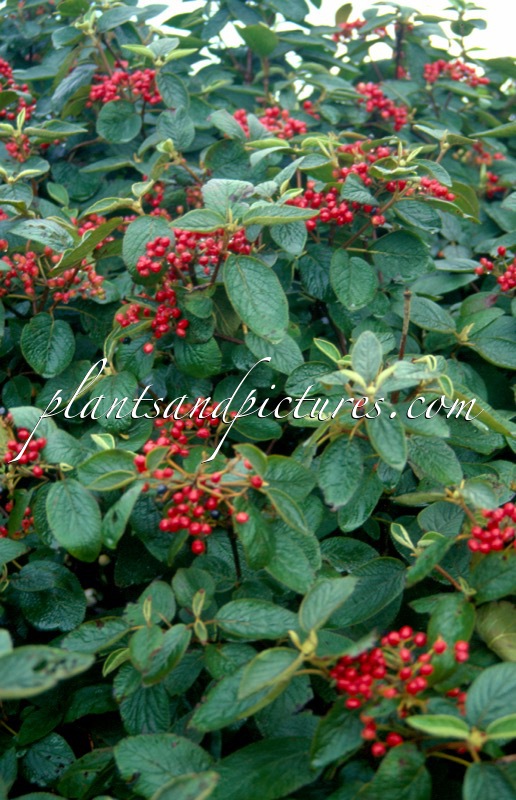 Viburnum lantana ‘Mohican’
