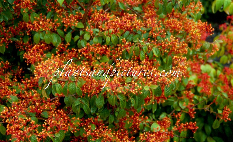 Viburnum plicatum ‘Summer Snowflake’