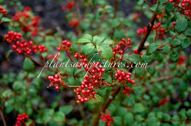 Viburnum plicatum ‘Dart’s Red Robin’