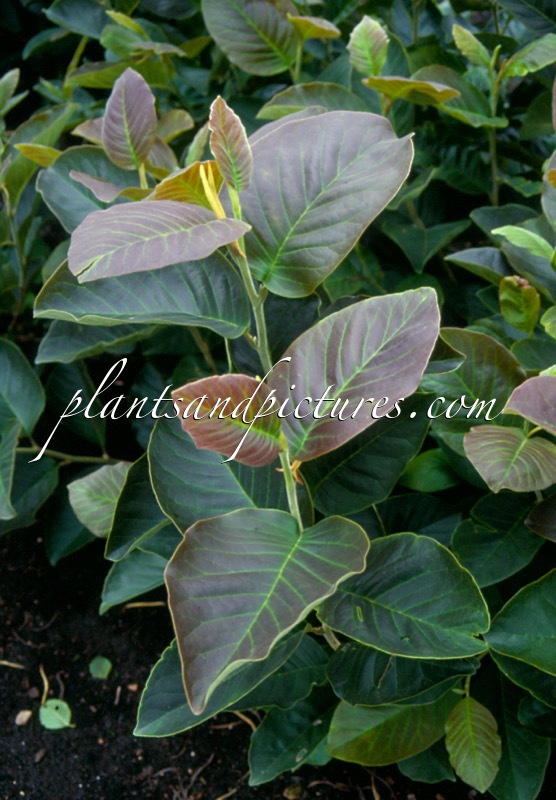 Magnolia ‘Gold Star’