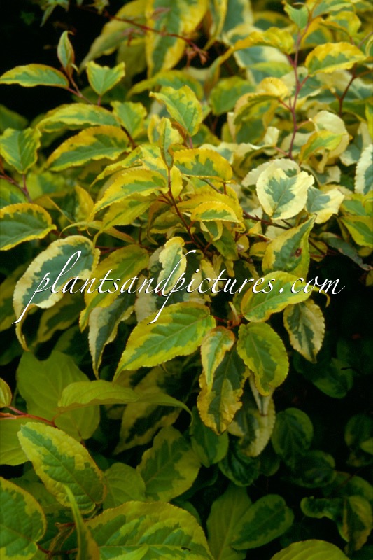 Stachyurus chinensis ‘Joy Forever’