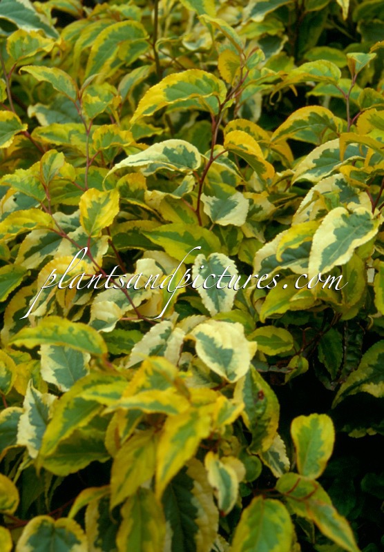 Stachyurus chinensis ‘Joy Forever’