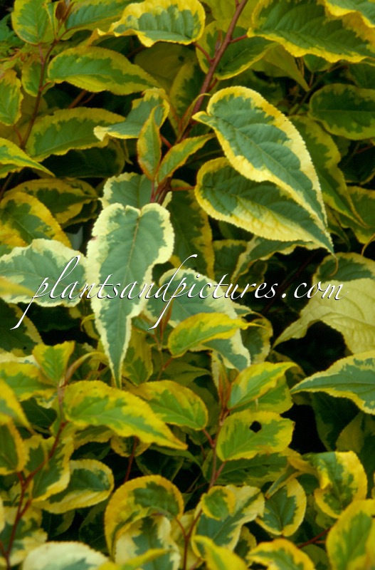 Stachyurus chinensis ‘Joy Forever’