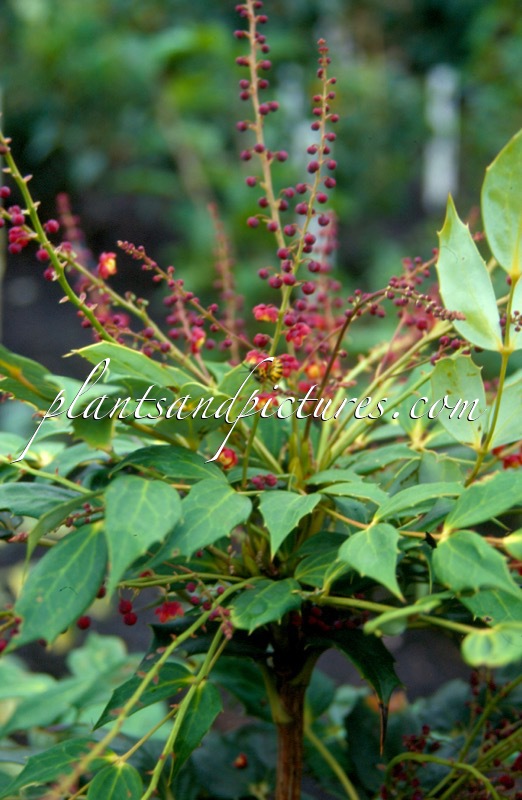 Mahonia gracilipes