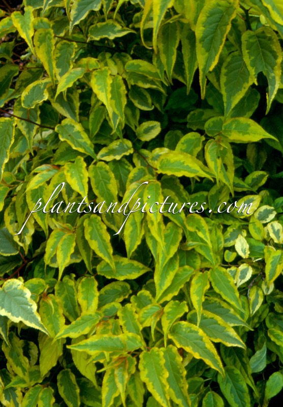 Stachyurus chinensis ‘Joy Forever’