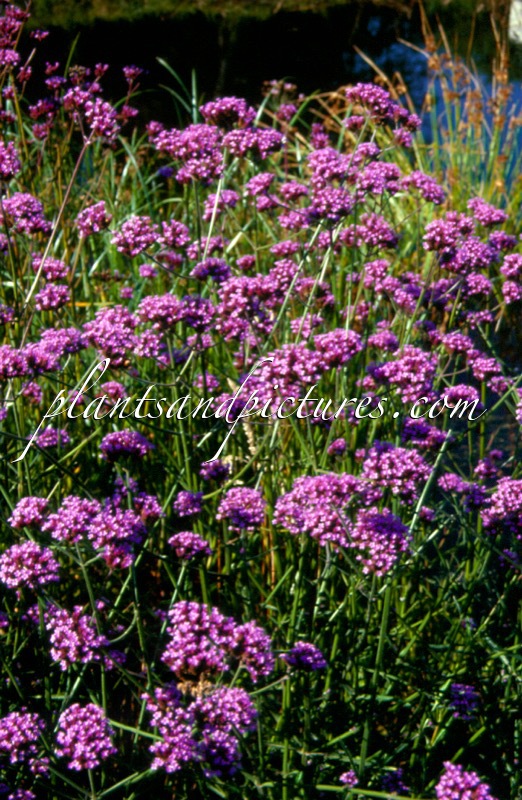 Verbena bonariensis