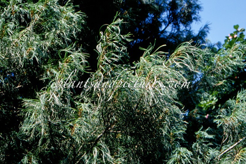 Pinus strobus ‘Torulosa’