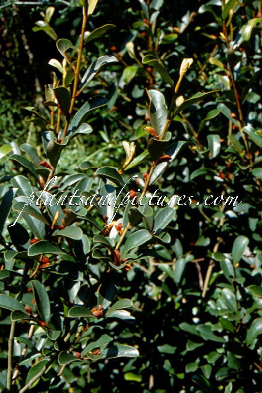Magnolia laevifolia