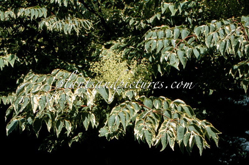 Aralia elata ‘Aureovariegata’