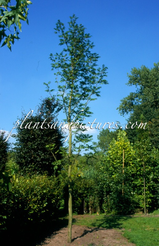 Pterocarya rhoifolia ‘Bokravention’ (KYOTO CONVENTION)