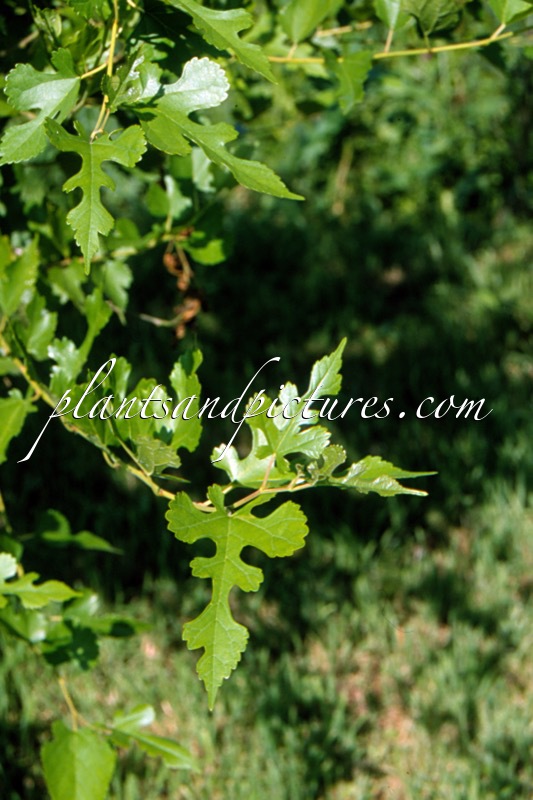 Morus alba var. tatarica