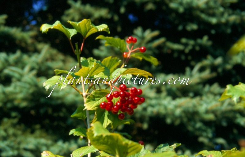 Viburnum opulus ‘Notcutt’s Variety’