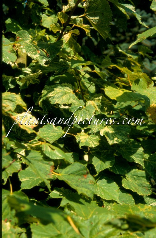 Tilia cordata ‘Mixed Emotions’