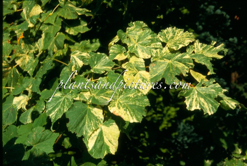 Tilia cordata ‘Mixed Emotions’