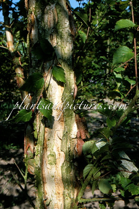Betula davurica
