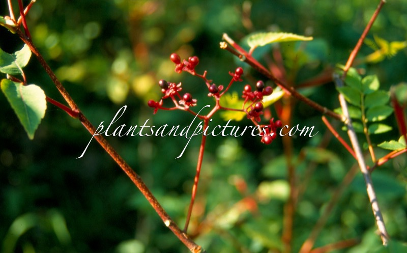 Picrasma quassioides