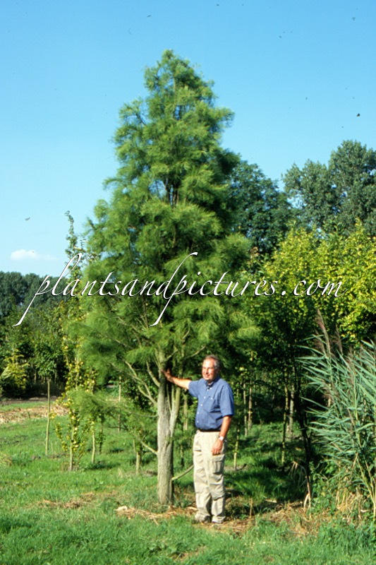 Taxodium distichum var. imbricatum