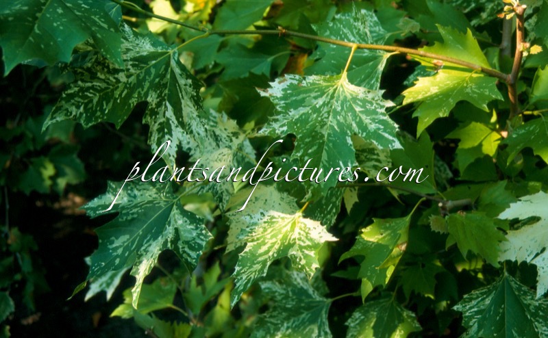 Platanus hispanica ‘Suttneri’