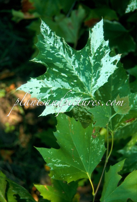 Platanus hispanica ‘Suttneri’