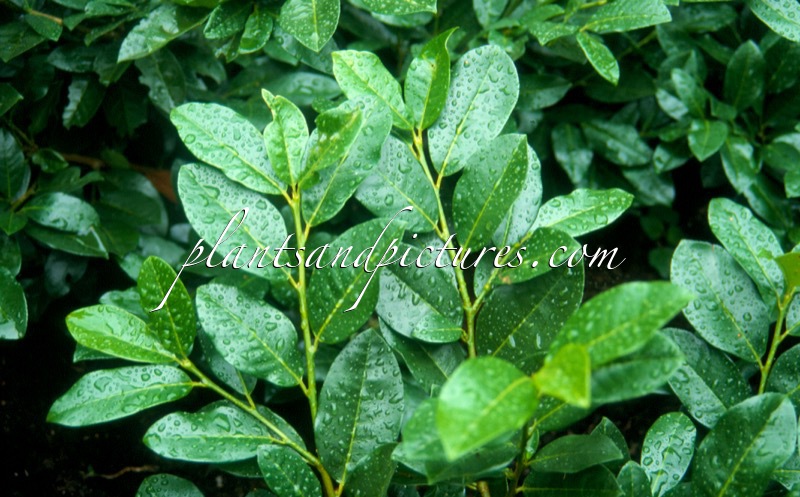 Prunus laurocerasus ‘Kugreen’ (GREEN VALLEY)