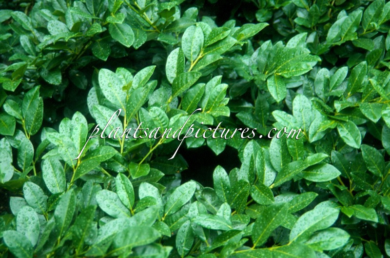 Prunus laurocerasus ‘Kugreen’ (GREEN VALLEY)