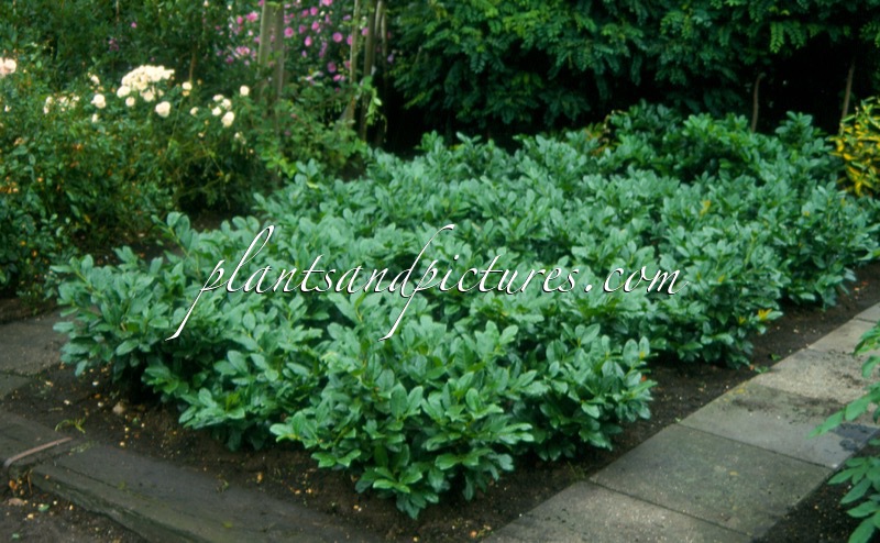 Prunus laurocerasus ‘Kugreen’ (GREEN VALLEY)