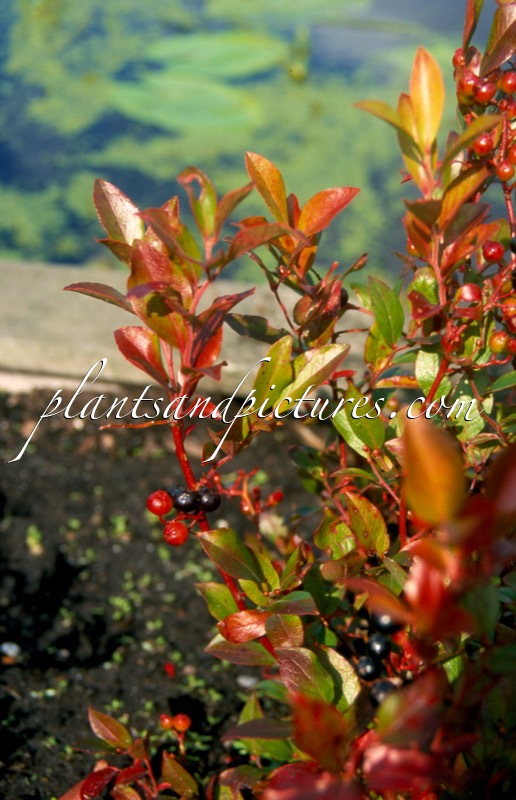 Lyonia mariana
