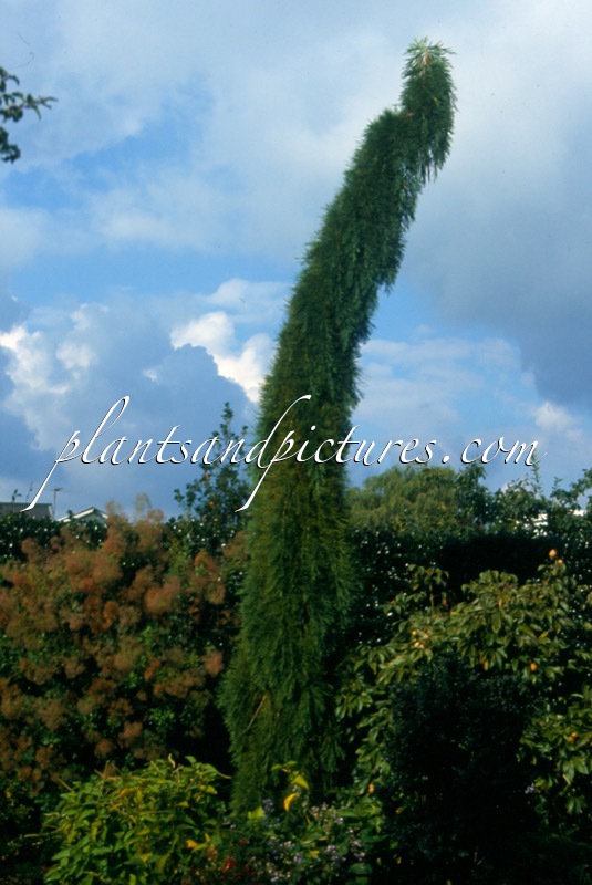 Sequoiadendron giganteum ‘Pendulum’