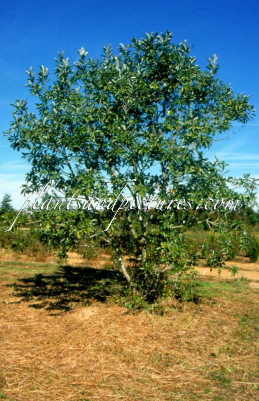 Magnolia virginiana