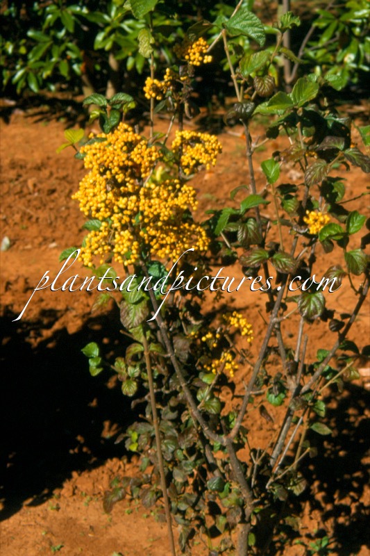 Viburnum dilatatum ‘Michael Dodge’