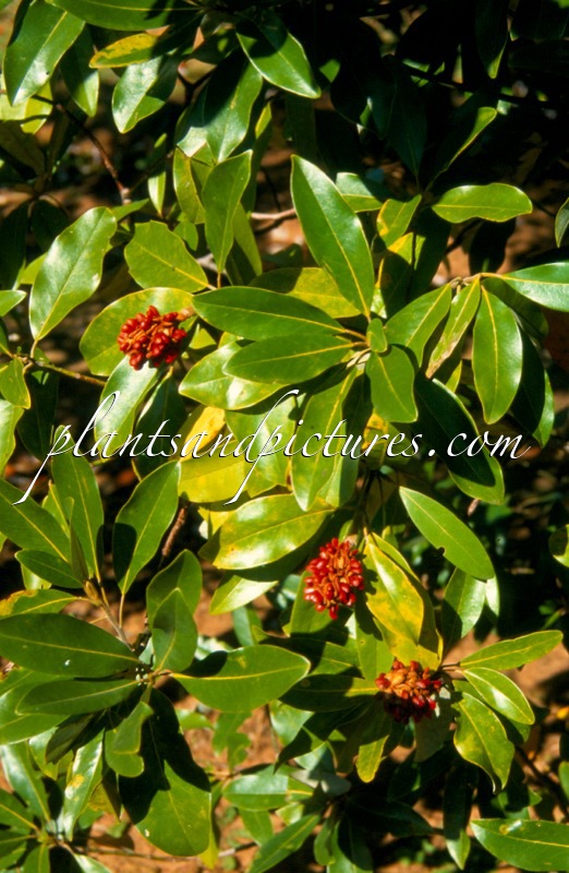 Magnolia virginiana