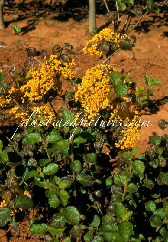 Viburnum dilatatum ‘Michael Dodge’