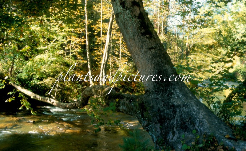 Platanus occidentalis