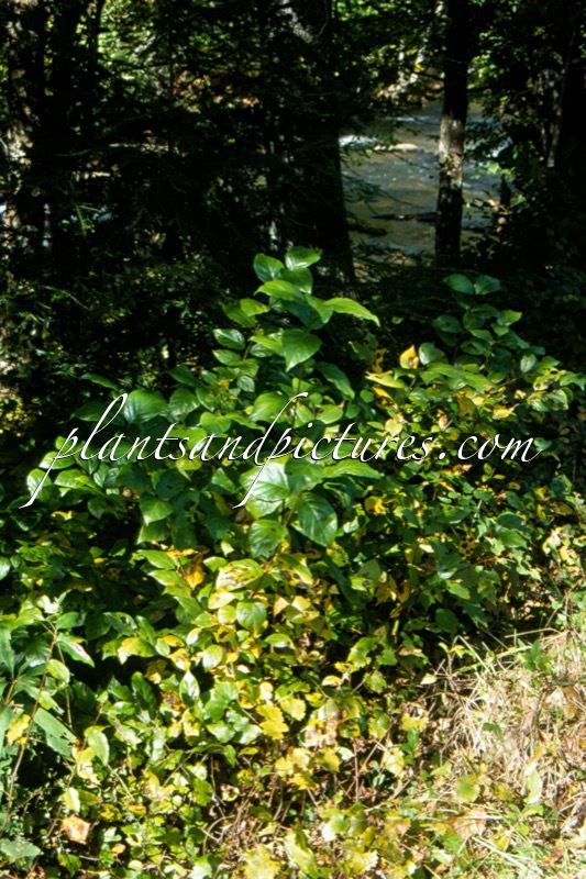 Calycanthus floridus