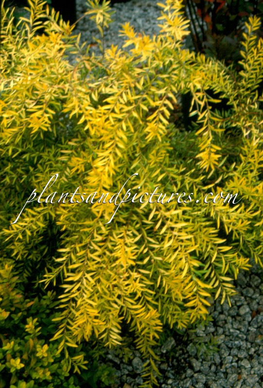 Spiraea thunbergii ‘Ogon’