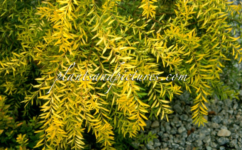 Spiraea thunbergii ‘Ogon’