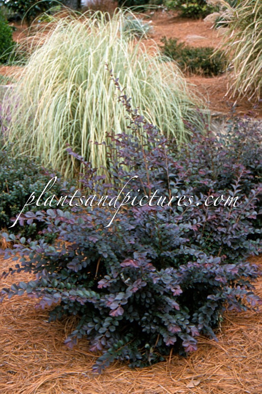 Loropetalum chinense ‘Blush’