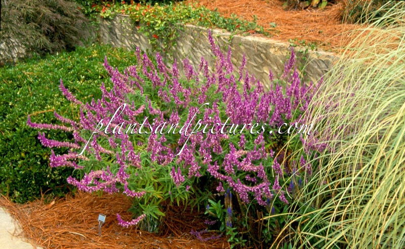 Salvia leucantha ‘Santa Barbara’