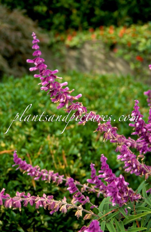 Salvia leucantha ‘Santa Barbara’