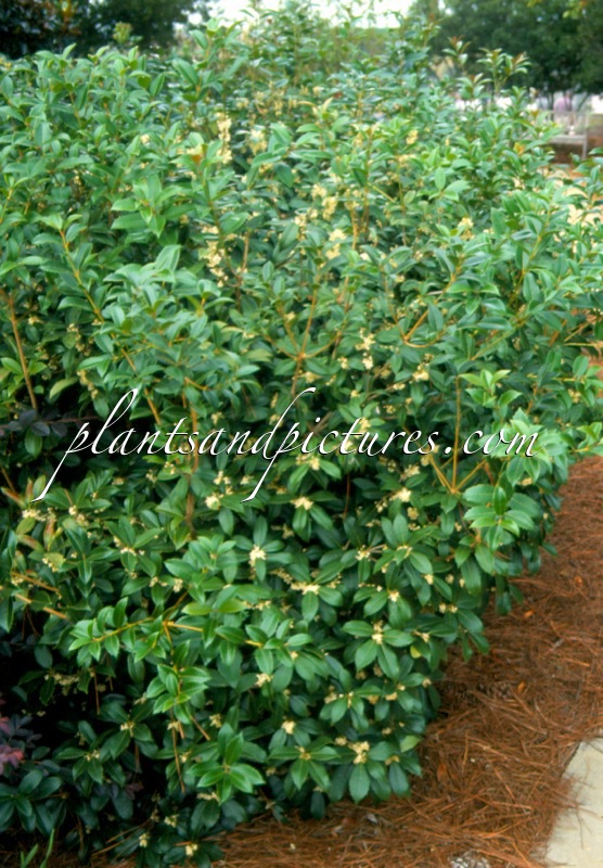 Osmanthus fortunei
