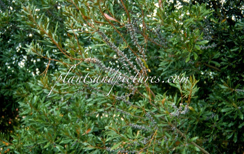 Morella pensylvanica