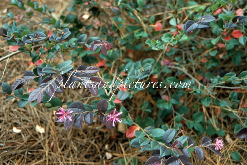 Loropetalum chinense ‘Sizzling Pink’