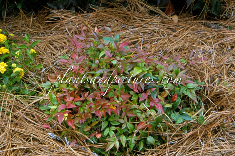 Nandina domestica ‘Harbour Dwarf’