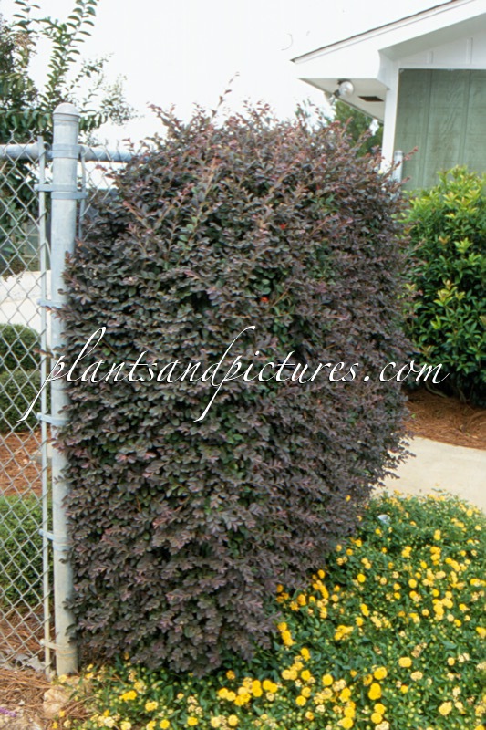 Loropetalum chinense ‘Burgundy’