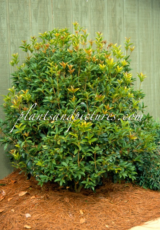 Osmanthus fortunei