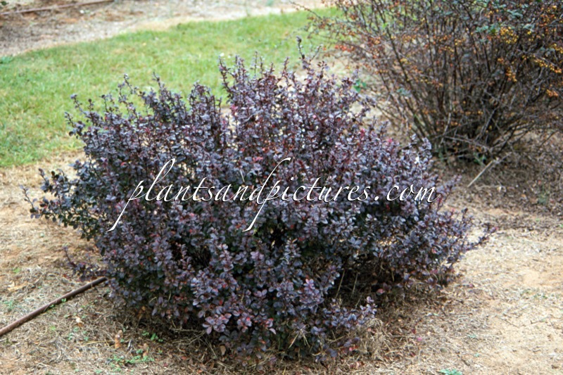 Berberis thunbergii ‘Concord’